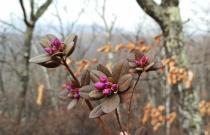 В апреле распускается эндемик сихотэ-алиньской тайги Рододендрон сихотинский